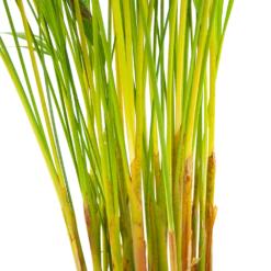 Areca - Goudpalm - P17 H90 - Kamerplant -Woondecoratie Winkel areca goudpalm p17 h90 6 2