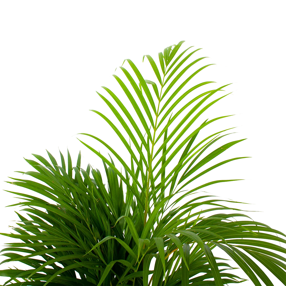 Areca - Goudpalm - P21 H100 - Kamerplant 4 Areca - Goudpalm - P21 H100 - Kamerplant - Afbeelding 2