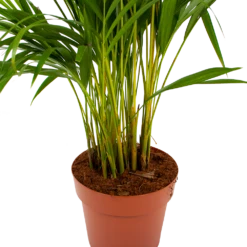 Areca - Goudpalm - P21 H100 - Kamerplant 8 Areca - Goudpalm - P21 H100 - Kamerplant -Woondecoratie Winkel areca goudpalm p21 h100 6 1