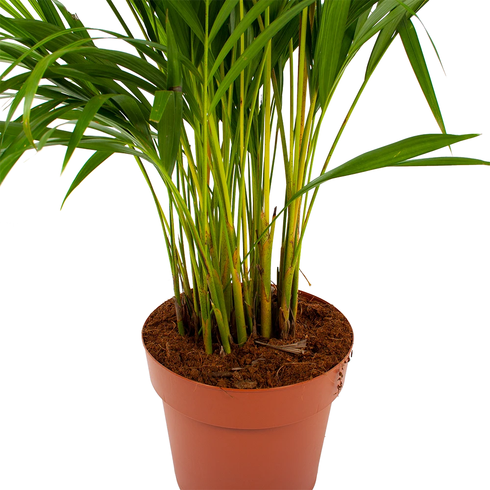 Areca - Goudpalm - P21 H100 - Kamerplant 5 Areca - Goudpalm - P21 H100 - Kamerplant - Afbeelding 3