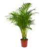 Areca - Goudpalm - P24 H140 - Kamerplant -Woondecoratie Winkel areca goudpalm p24 h140 kamerplant 1