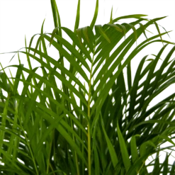 Areca - Goudpalm - P24 H140 - Kamerplant -Woondecoratie Winkel areca goudpalm p24 h140 kamerplant 4