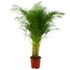 Areca - Goudpalm - P27 H180 - Kamerplant 2 Areca - Goudpalm - P27 H180 - Kamerplant -Woondecoratie Winkel areca goudpalm p27 h160 1 3