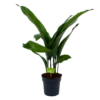 Aspidistra Elatior - Kwartjesplant - P17 H70 - Kamerplant -Woondecoratie Winkel aspidistra elatior kwartjesplant p17 h70 1 1