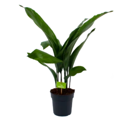 Aspidistra Elatior - Kwartjesplant - P17 H70 - Kamerplant
