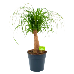 Woondecoratie Winkel 23 Beaucarnea Recurvata - Op Stam - Olifantenpoot - P21 H60 - Kamerplant