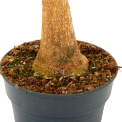 Woondecoratie Winkel -Woondecoratie Winkel beaucarnea recurvata op stam olifantenpoot p21 h60 5 1