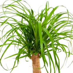 Beaucarnea Recurvata - Op Stam - Olifantenpoot - P21 H60 - Kamerplant 8 Beaucarnea Recurvata - Op Stam - Olifantenpoot - P21 H60 - Kamerplant -Woondecoratie Winkel beaucarnea recurvata op stam olifantenpoot p21 h60 6 1