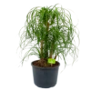 Beaucarnea Recurvata - Vertakt - Olifantenpoot - P26 H70 - Kamerplant -Woondecoratie Winkel beaucarnea recurvata vertakt olifantenpoot p26 h70 1 1