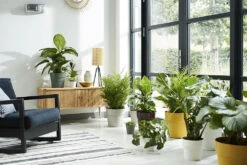 Bloempot Elho B.for Original Rond 25cm - Warm Grijs -Woondecoratie Winkel bfor original rond 25cm bloempot warm grijs 7 17