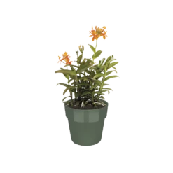 Bloempot Elho B.for Original Rond 30cm - Bladgroen 6 Bloempot Elho B.for Original Rond 30cm - Bladgroen -Woondecoratie Winkel bfor original rond 30cm bloempot bladgroen 5 8