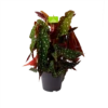 Bladbegonia Maculata - Stippenplant - P17 H35 - Kamerplant -Woondecoratie Winkel bladbegonia maculata stippenplant p17 h35 1