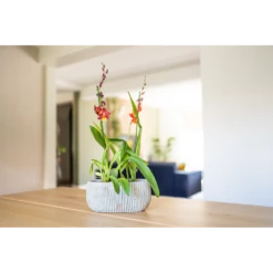 Bloempot Felco Ovaal - L28 X B15 X H13cm 5 Bloempot Felco Ovaal - L28 X B15 X H13cm -Woondecoratie Winkel bloempot felco ovaal l28 x b15 x h13cm bloempot 2