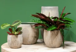 Bloempot Steef - D59 X H54cm - Creme Groen 5 Bloempot Steef - D59 X H54cm - Creme Groen -Woondecoratie Winkel bloempot steef d59 h54 creme groen bloempot 6 6