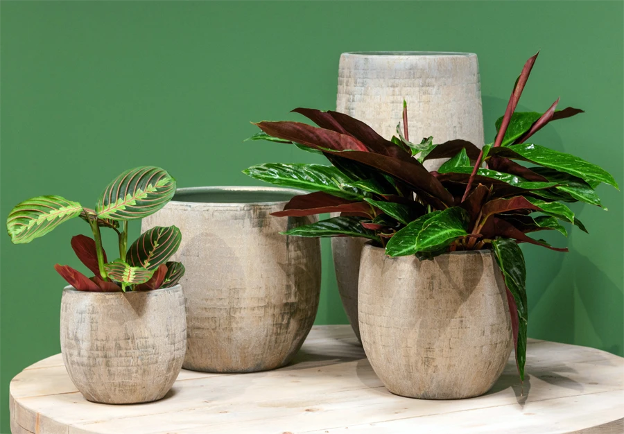 Bloempot Steef - D59 X H54cm - Creme Groen 4 Bloempot Steef - D59 X H54cm - Creme Groen - Afbeelding 2