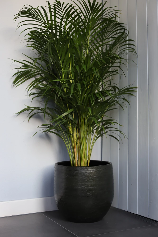 Bloempot Tokio - D28 X H26cm - Groen 4 Bloempot Tokio - D28 X H26cm - Groen - Afbeelding 2