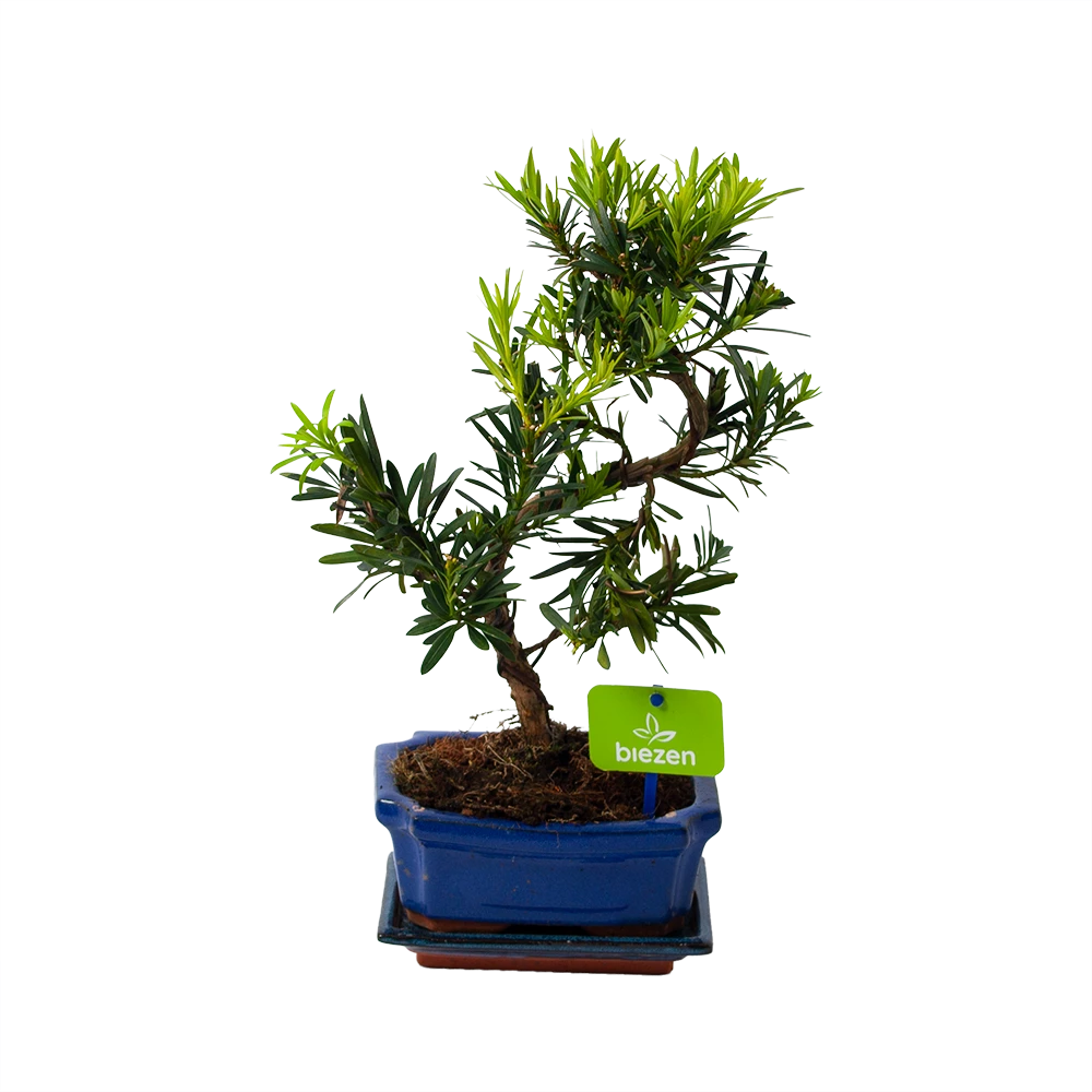 Bonsai Podocarpus Chinensis - P16 H30 - Kamerplant 3 Bonsai Podocarpus Chinensis - P16 H30 - Kamerplant