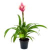 Bromelia Guzmania Candy - P12 H55 Roze - Kamerplant 1 Bromelia Guzmania Candy - P12 H55 Roze - Kamerplant -Woondecoratie Winkel bromelia guzmania candy p12 h55 roze 4