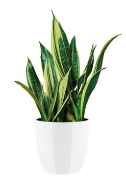 Bloempot Elho Brussels Diamond Rond 25cm - Wit -Woondecoratie Winkel brussels diamond rond 25cm bloempot wit 6 20