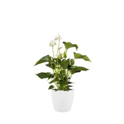 Bloempot Elho Brussels Rond 30cm - Wit -Woondecoratie Winkel brussels rond 30cm bloempot wit 6 20