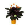 Calathea Crocata - Eeuwige Vlam - P15 H45 - Kamerplant -Woondecoratie Winkel calathea crocata eeuwige vlam p15 h45 1