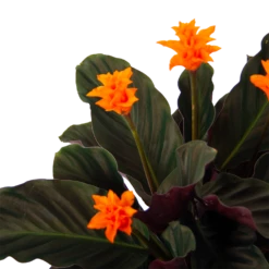 Calathea Crocata - Eeuwige Vlam - P15 H45 - Kamerplant -Woondecoratie Winkel calathea crocata eeuwige vlam p15 h45 3