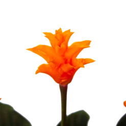 Calathea Crocata - Eeuwige Vlam - P15 H45 - Kamerplant -Woondecoratie Winkel calathea crocata eeuwige vlam p15 h45 4