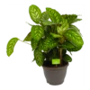 Calathea Flamestar - Schaduwplant - P32 H80 - Kamerplant -Woondecoratie Winkel calathea flamestar schaduwplant p32 h80 1