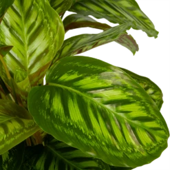 Calathea Flamestar - Schaduwplant - P32 H80 - Kamerplant -Woondecoratie Winkel calathea flamestar schaduwplant p32 h80 5
