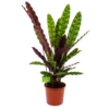 Calathea Insigne - Livingplant - P17 H65 - Kamerplant 2 Calathea Insigne - Livingplant - P17 H65 - Kamerplant -Woondecoratie Winkel calathea insigne livingplant p17 h65 4
