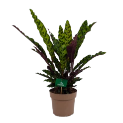 Nieuwe Producten 7 Calathea Insigne - Livingplant - P21 H60 - Kamerplant
