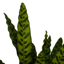 Nieuwe Producten -Woondecoratie Winkel calathea insigne livingplant p21 h60 3