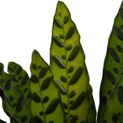 Calathea Insigne - Livingplant - P21 H60 - Kamerplant -Woondecoratie Winkel calathea insigne livingplant p21 h60 4