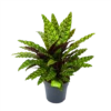 Calathea Insigne - Livingplant - P27 H80 - Kamerplant -Woondecoratie Winkel calathea insigne livingplant p27 h80 1 3