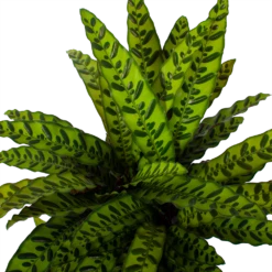 Nieuwe Producten -Woondecoratie Winkel calathea insigne livingplant p27 h80 5 3