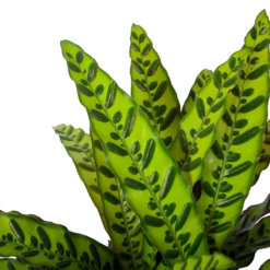 Calathea Insigne - Livingplant - P27 H80 - Kamerplant -Woondecoratie Winkel calathea insigne livingplant p27 h80 6 3