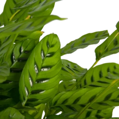 Nieuwe Producten -Woondecoratie Winkel calathea leopardina schaduwplant p27 h90 kamerplant 3