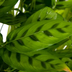 Calathea Leopardina - Schaduwplant - P27 H90 - Kamerplant -Woondecoratie Winkel calathea leopardina schaduwplant p27 h90 kamerplant 4