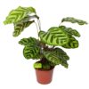 Calathea Makoyana - Pauwenplant - P17 H65 - Kamerplant -Woondecoratie Winkel calathea makoyana pauwenplant p17 h65 1 2