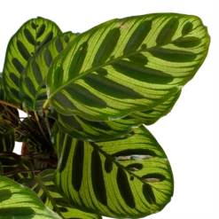 Calathea Makoyana - Pauwenplant - P17 H65 - Kamerplant 8 Calathea Makoyana - Pauwenplant - P17 H65 - Kamerplant -Woondecoratie Winkel calathea makoyana pauwenplant p17 h65 6 2