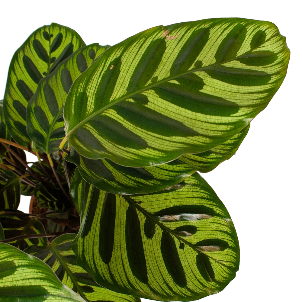 Calathea Makoyana - Pauwenplant - P17 H65 - Kamerplant 5 Calathea Makoyana - Pauwenplant - P17 H65 - Kamerplant - Afbeelding 3