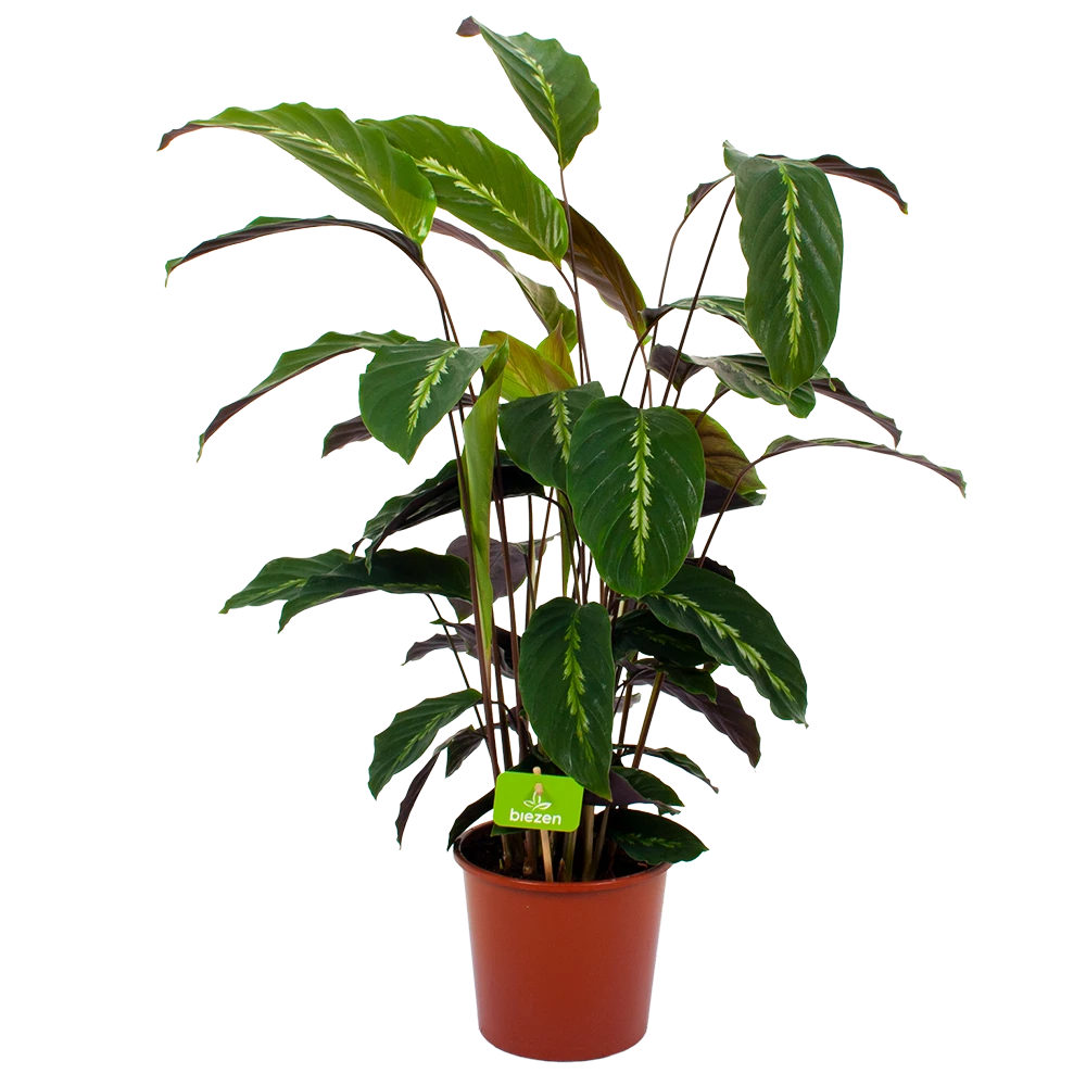 Calathea Maui Queen - Livingplant - P17 H70 - Kamerplant 3 Calathea Maui Queen - Livingplant - P17 H70 - Kamerplant