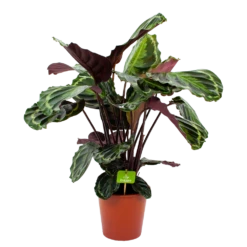 Calathea Medaillon - Schaduwplant - P19 H75 - Kamerplant