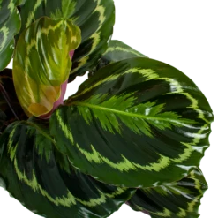Nieuwe Producten -Woondecoratie Winkel calathea medaillon schaduwplant p19 h75 5