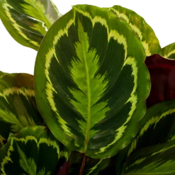 Nieuwe Producten -Woondecoratie Winkel calathea medaillon schaduwplant p27 h90 5 1