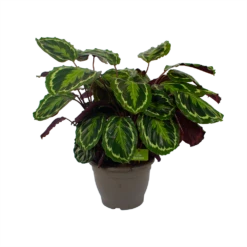 Calathea Medaillon - Schaduwplant - P32 H80 - Kamerplant 9 Calathea Medaillon - Schaduwplant - P32 H80 - Kamerplant -Woondecoratie Winkel calathea medaillon schaduwplant p32 h80 2