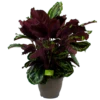Calathea Medaillon - Schaduwplant - P32 H80 - Kamerplant 1 Calathea Medaillon - Schaduwplant - P32 H80 - Kamerplant -Woondecoratie Winkel calathea medaillon schaduwplant p32cm h80cm 2