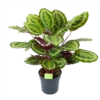 Calathea Mysty - Livingplant - P27 H80 - Kamerplant -Woondecoratie Winkel calathea mysty livingplant p27 h80 1 3