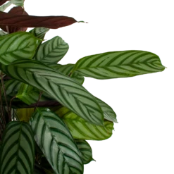 Nieuwe Producten -Woondecoratie Winkel calathea oppenheimiana pauwenplant p21 h105 5 1