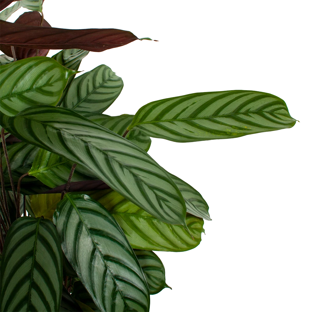 Calathea Oppenheimiana - Pauwenplant - P21 H105 - Kamerplant 4 Calathea Oppenheimiana - Pauwenplant - P21 H105 - Kamerplant - Afbeelding 2